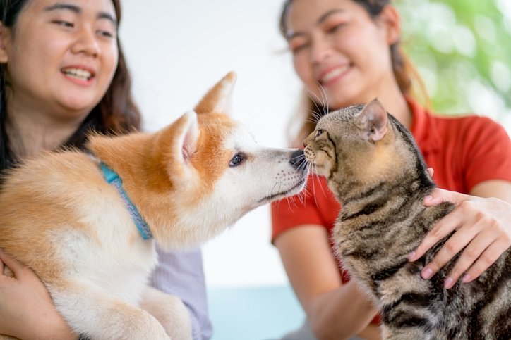 Pawrents in Singapore: How do cat and dog owners differ from your average consumer?