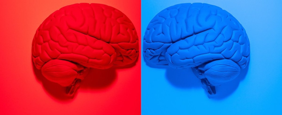 Vibrantly colored red and blue anatomical human brain models facing each other on red and blue backgrounds