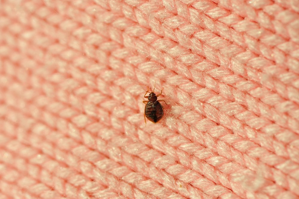 Britain’s bed bug scare: Only 4% would go ahead with a trip as planned in the event of an outbreak