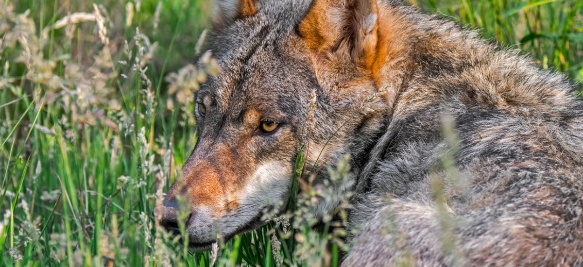 Jeder dritte Schweizer befürwortet präventiven Abschuss von Wolfsrudeln – Ältere am häufigsten