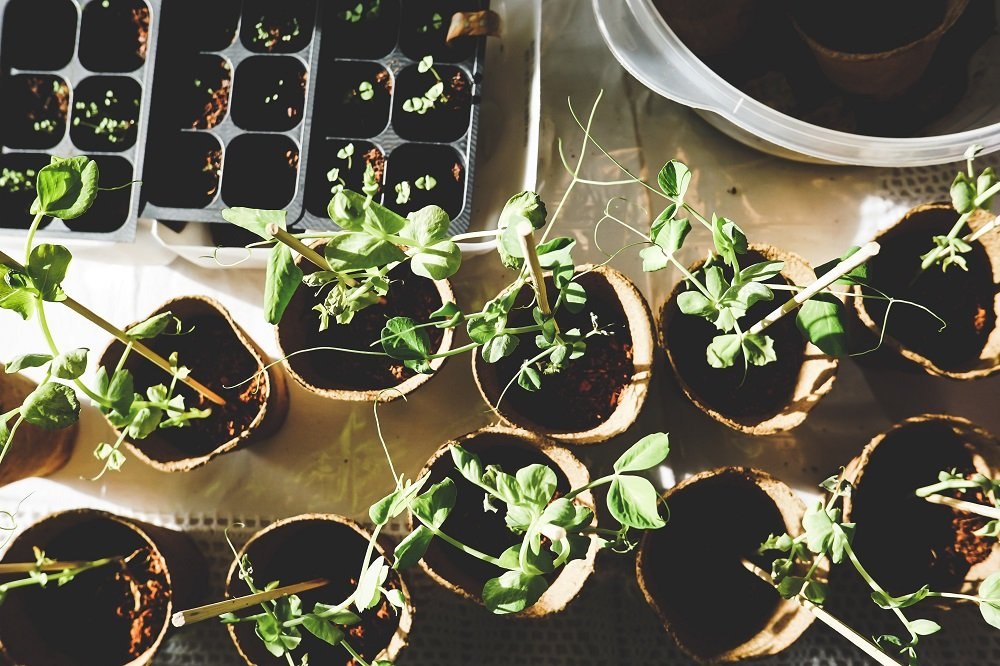 Jüngere Verbraucher greifen vermehrt zu Smart-Gardening-Technologie