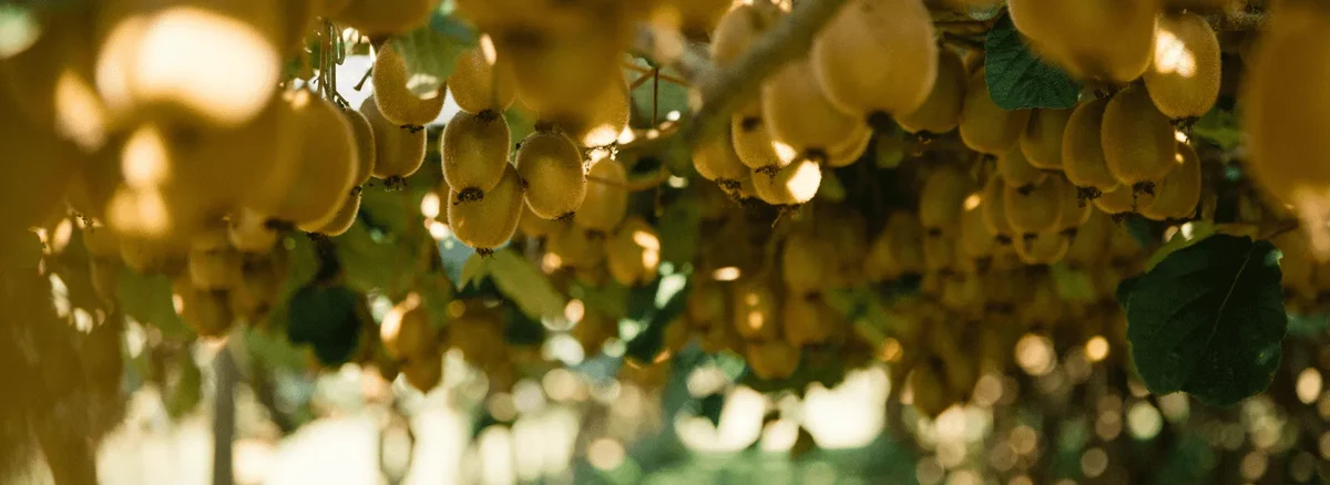 Kiwi plant