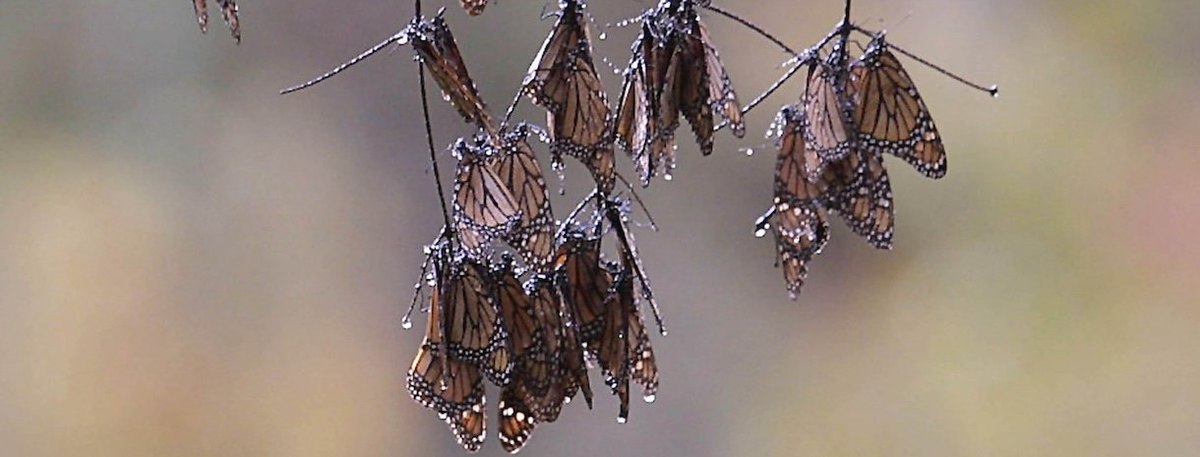 401130 01: Some of the remaining migrating Monarch butterflies defrost and hang on a branch until they can warm up February 15, 2002 in a part of the Santuary of Chicua, Mexico. Recent freezing weather in Mexico has caused the death of thousands of Monarc