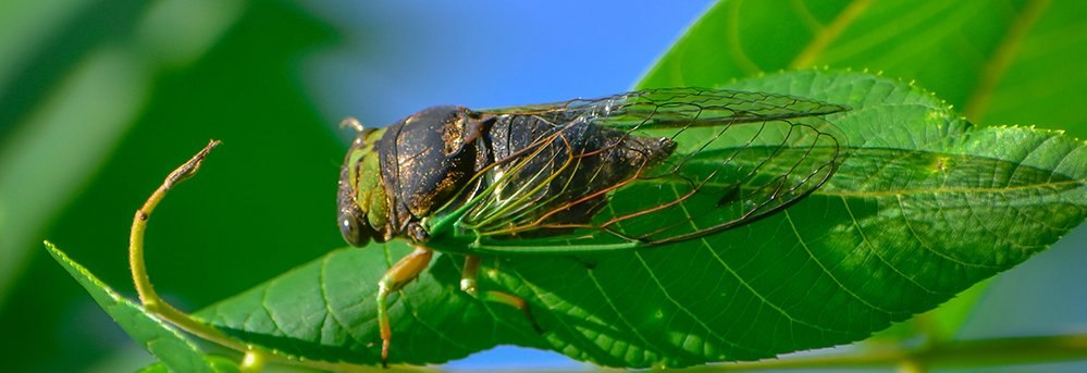 One-quarter of Americans would eat a cicada-based food
