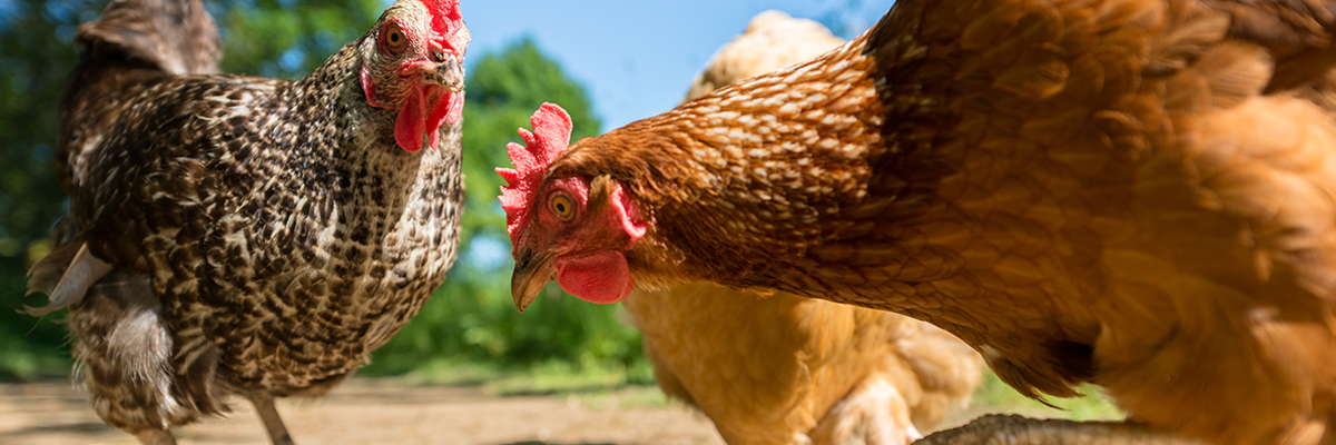 Think You Know 'Free-Range' and 'Cage Free' Chicken? Think Again