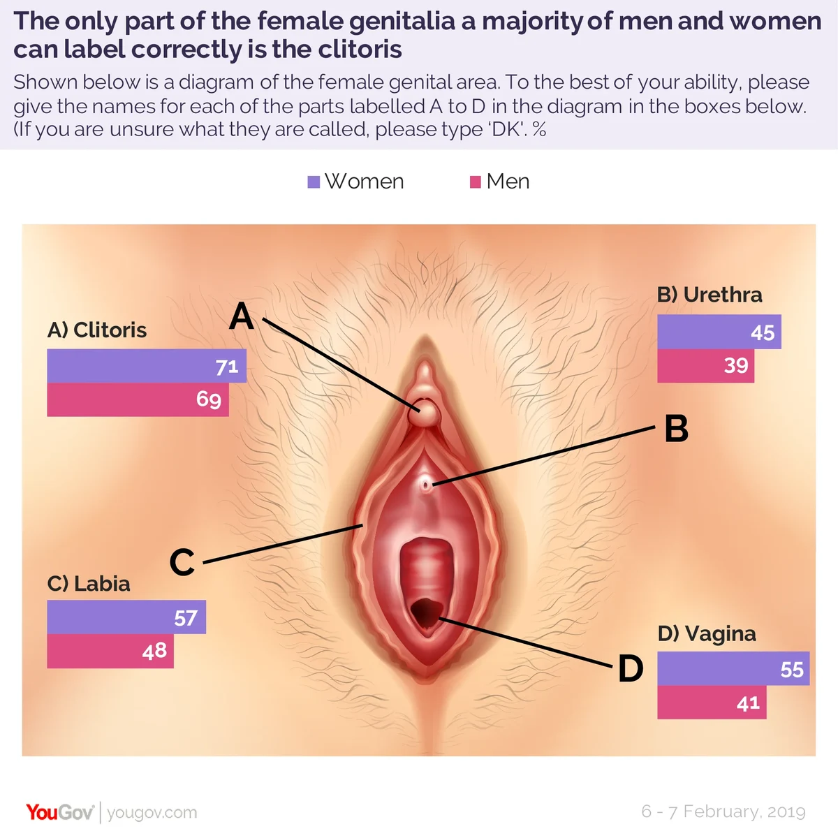Anatomy of the female breast [69]