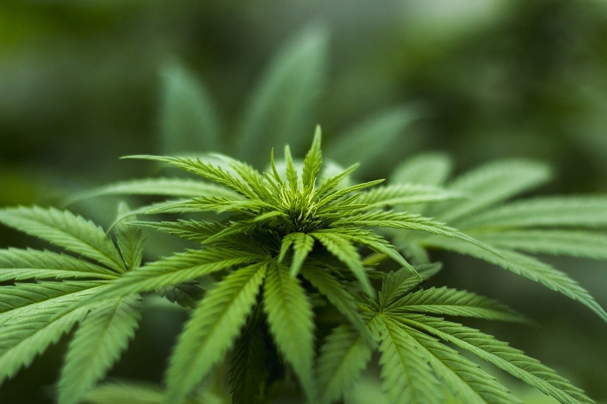 Deutsche beim Thema Cannabis-Legalisierung unentschieden 