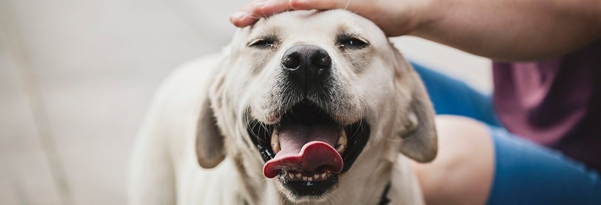 Retriever best sale representative species