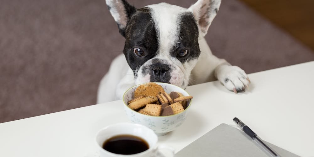 When it comes to their pets’ diets, consumers most likely to rely on veterinarian’s recommendations
