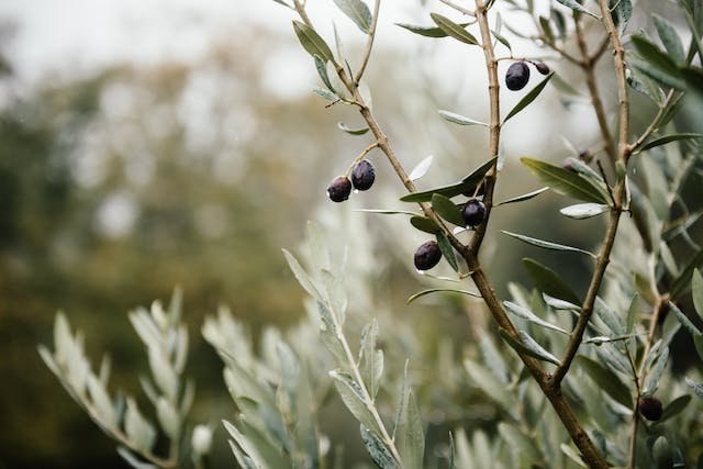 Giornata Mondiale dell’Olivo: come quest’albero entra nella vita degli italiani