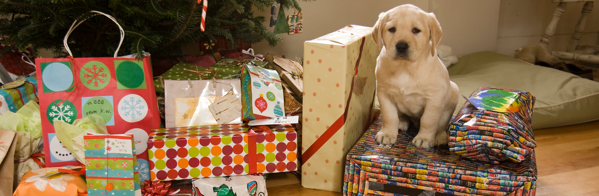 Do You Buy Your Dog Holiday Gifts? - Vetstreet