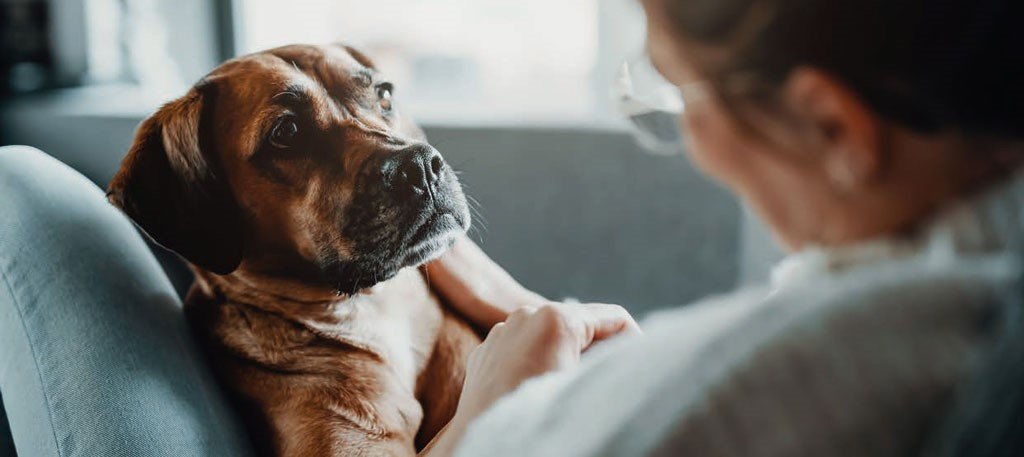 80% des Français disent être sensibles à la cause animale